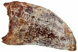 Serrated, Baby Carcharodontosaurus Tooth - Morocco #298242-1